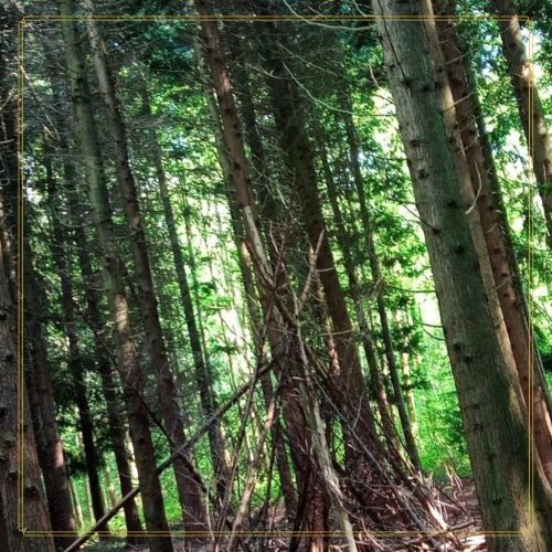activité extérieur forêt
