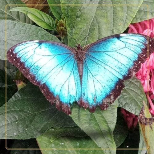 papillon